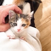 投稿主さんと三毛ちゃん