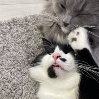 じゃれ合う2匹の猫