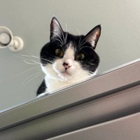 下を向いている猫