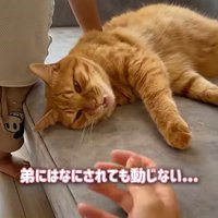 ソファーの上にいる猫と赤ちゃん