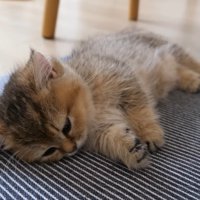 目を閉じそうな子猫