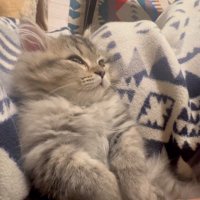 人にマッサージされている猫