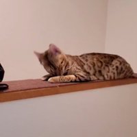 顔を上げる猫