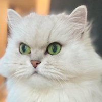 毛をセットされる猫