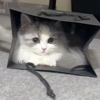 紙袋に入った猫