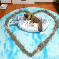 ハート型に並んだ毛に囲まれた猫