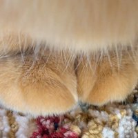 茶トラ猫の前足