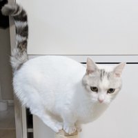 少しうつむいて難しそうな表情を浮かべる猫