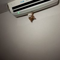 エアコンから覗く猫