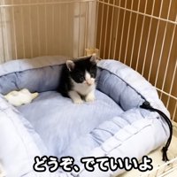 フカフカのベッドに座っている子猫