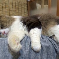 人のお腹の上で寝る猫