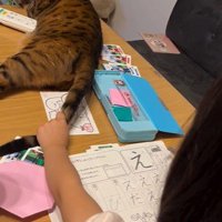 宿題をしている子どもと目の前で横になっている猫