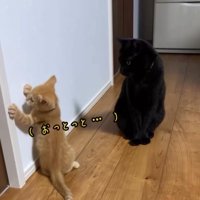 よろけて壁に前足をつく子猫