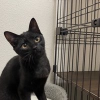 首をかしげて遠くを見つめる猫