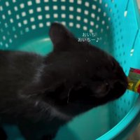 おやつを食べる子猫
