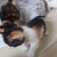 起きて動く子猫3匹