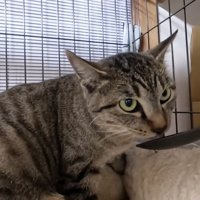 おやつを食べる猫
