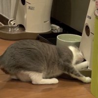 覗き込んで
