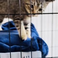 ケージの中で鳴く子猫