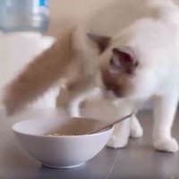 テーブルにいる猫