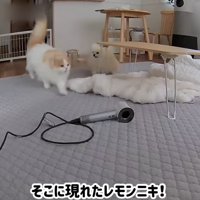 追いかけっこをする犬と猫
