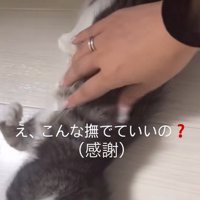 撫でられる猫と感謝する飼い主