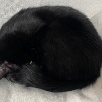 丸まって眠る猫