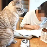 机に乗る猫と人間