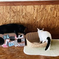 カゴの中に入る白黒猫