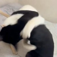 激しい戦いをする猫