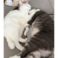 寝ている猫たち