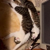 同じポーズの猫3