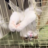 ハンモックでくつろぐ猫の写真1