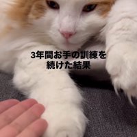 猫に手を差し出す飼い主