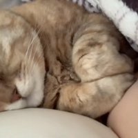 足を丸める猫
