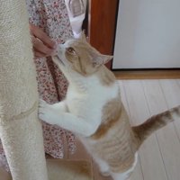 おもちゃのにおいをかいでいる猫
