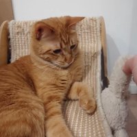 ぬいぐるみを見つめる猫