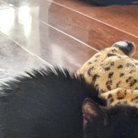 毛を逆立てた子猫の背中