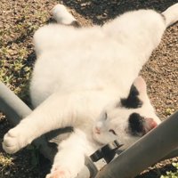 日向ぼっこする猫