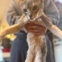 抱っこされる猫