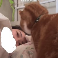 寝ている飼い主の額に軽く手の先で触れている猫