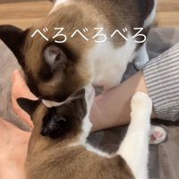 飼い主の足元で毛づくろいをしあう猫たち