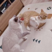 ケンカするマンチカンとラグドール