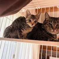 ケージの中にいる親子の猫