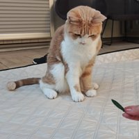 オリーブの葉で遊ぶちくわくん