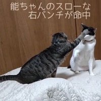 白黒猫の額に前足を当てるキジ猫