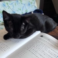 眠る猫