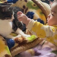 人差し指を猫に差し出す赤ちゃん