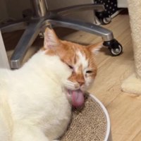 リラックスしている猫