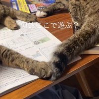 寝転がる猫